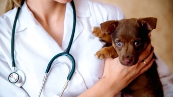 Преимущества стерилизации и кастрации собак 