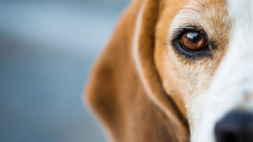Особенности собачьего зрения 