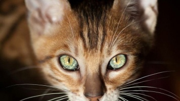 Особенности кошачьего зрения 