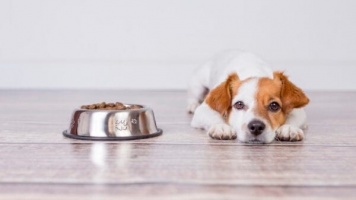 Почему собака не ест 