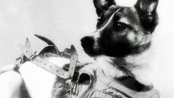 Собака – первый космонавт 