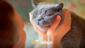 5 скрытых признаков счастливой кошки