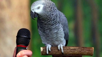 Как научить попугая разговаривать? 