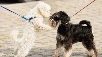 Как знакомить собак на улице, простые правила 