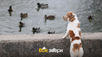 1 июля в РФ появились штрафы за нарушение правил обращения с животными: и не только за выбрасывание