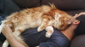 Почему кошки иногда ложатся спать на хозяина?