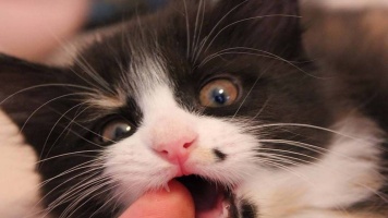 Смена зубов у котят 