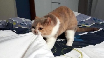 Отучаем кошку работать «будильником» 