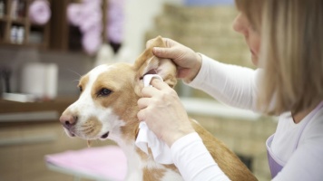 Уход за ушами собаки: как часто и правильно проводить чистку? 