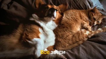 Аналитики посчитали, каких животных держат россияне: британские кошки и йоркширские терьеры — самые популярные породы