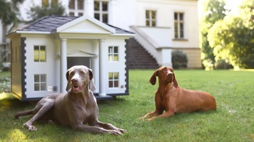 Выбор собаки для частного дома