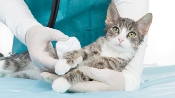Как правильно обрабатывать раны и ссадины кошек 