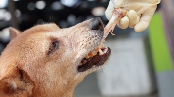 Бросить кость собаке - это не милосердие 