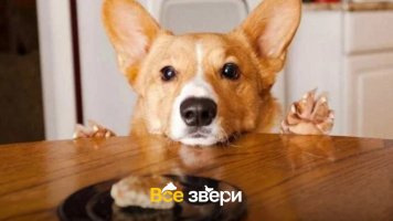 Как отучить собаку клянчить еду: инструкция к применению