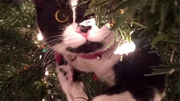 Кошка и новогодняя елка 