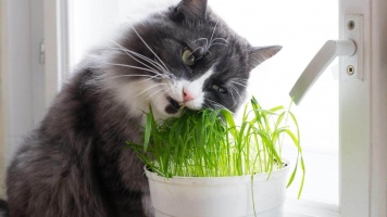 Полезные травы для кошек 