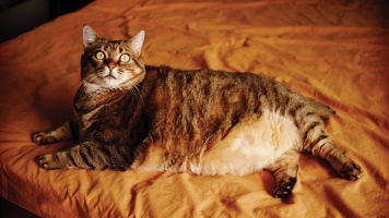 Ожирение у кошек 