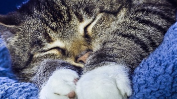 Сколько спят кошки?