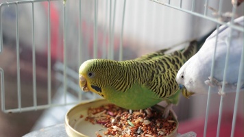 Чем кормить попугая 