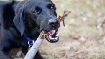 Можно ли собакам грызть палки 