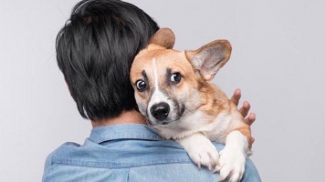 Как снизить стресс питомца при визите к ветеринару 