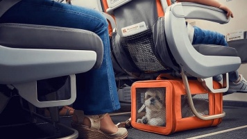 Перевозка собак в самолете 