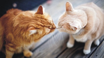 Социализация кошек: как обучить кота общению с другими животными 