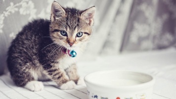 Котенок не пьет воду из миски, как приучить? 