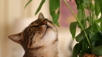 Спасаем комнатные растения от кота ?