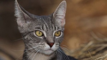 Для чего кошки шевелят ушами? 