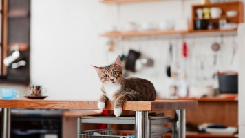 Как отучить кошку запрыгивать на стол 