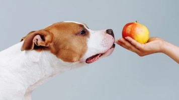Нужны ли собаке фрукты и овощи? 