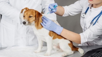 Календарь прививок для собак 