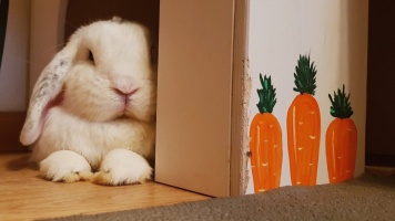 Чему можно научить кролика? 