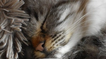 Почему кошки так много спят? 