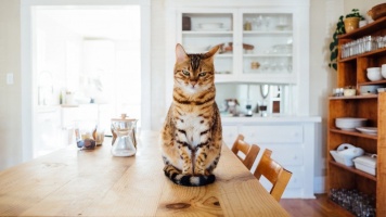 Отучаем кота запрыгивать на стол 