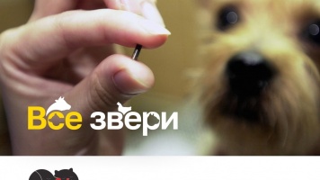 Акция Pet-прописка с фондом «Возьми счастье в дом»