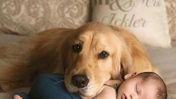 Какие породы собак лучше всего ладят с детьми? 