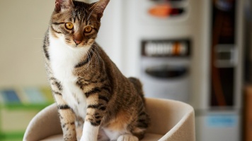 Домашние кошки: откуда взялись наши домашние питомцы