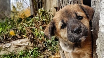 Проблемы поведения брошенных собак