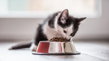 Правила кормления котят: что и когда давать 
