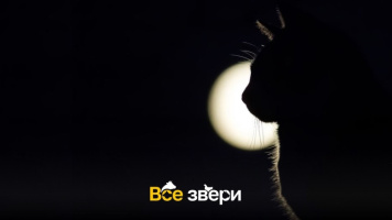 Ученые доказали, что кошки светятся в темноте