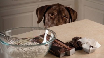 Шоколад и собаки