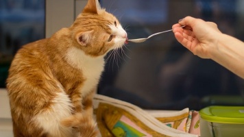 Чем нельзя кормить кошку 
