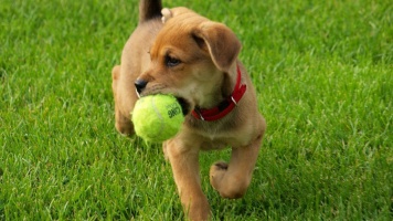 Как научить собаку приносить мяч? 