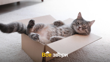 Как использовать коробки в воспитании кошки