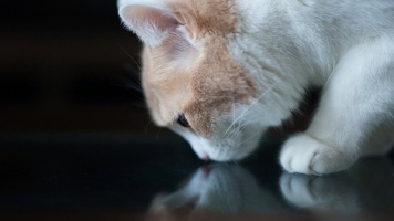 Почему кошки любят запах хлорки