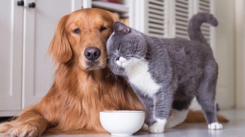 Витамины для собак и кошек 