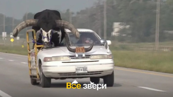 Американец переделал свой Форд, чтобы возить на нем гигантского быка