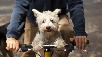 Собаки и велосипедисты